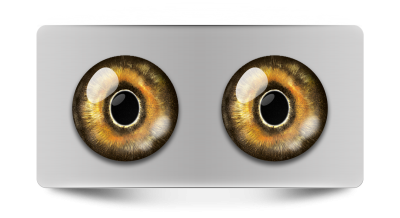 Звериные_02064