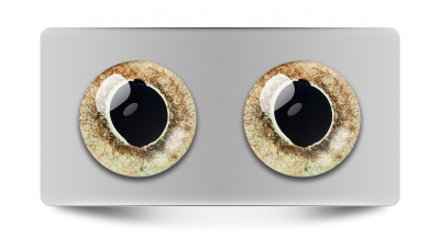 Звериные_02075