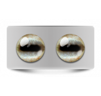 Звериные_02643