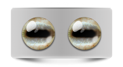 Звериные_02643