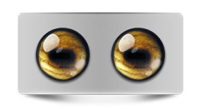 Звериные_02648