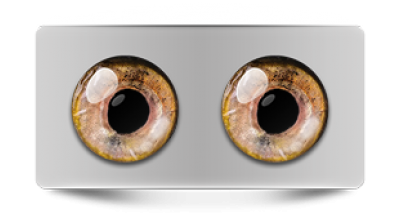 Звериные_02704