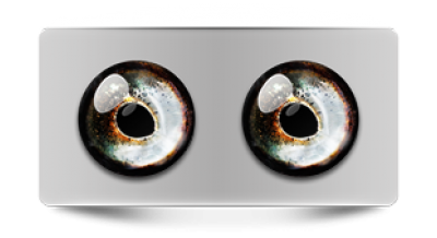 Звериные_02713