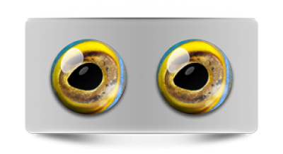 Звериные_02718