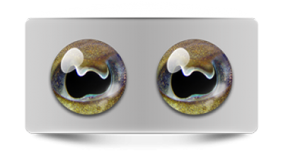 Звериные_02723