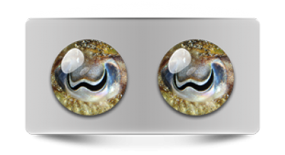 Звериные_02727