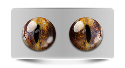 Звериные_02788