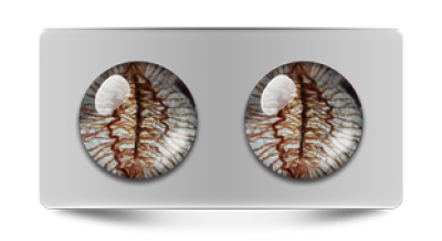 Звериные_02808