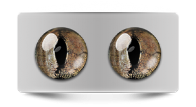 Звериные_02810