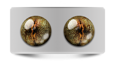 Звериные_02814