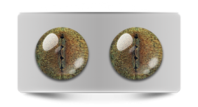 Звериные_02815