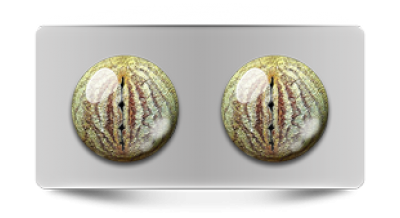 Звериные_02829