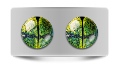 Звериные_02840