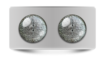 Звериные_02875