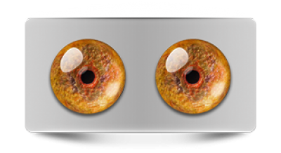 Звериные_02945