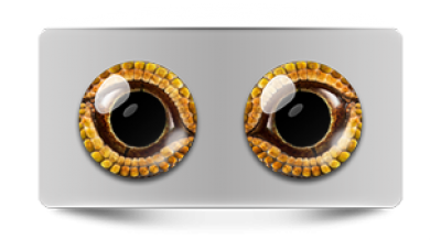 Звериные_02958