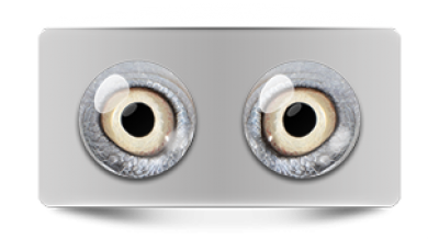 Звериные_02973