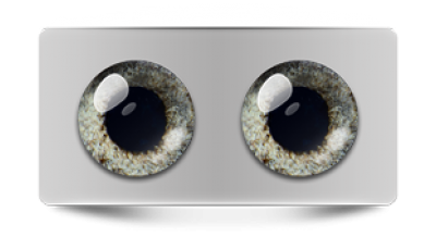 Звериные_02978