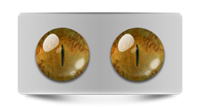 Звериные_20008