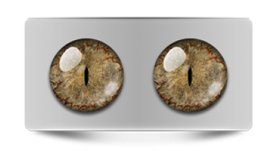 Звериные_20031