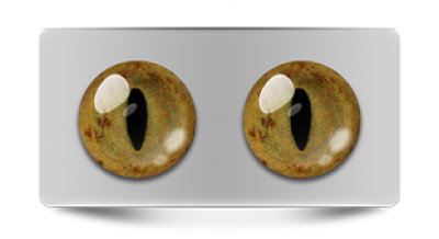 Звериные_20051