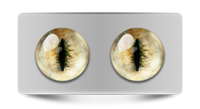 Звериные_20077