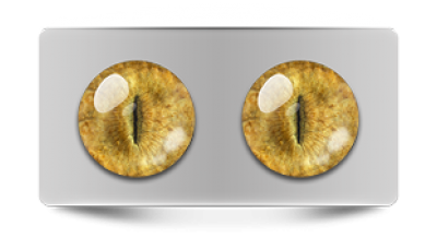 Звериные_20084