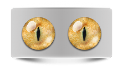 Звериные_20085