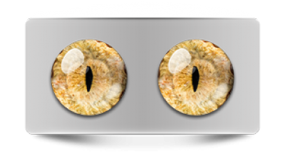 Звериные_20091