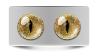 Звериные_20094