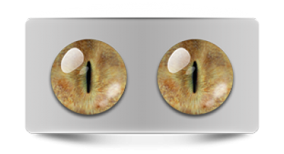 Звериные_20095