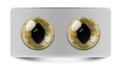 Звериные_20099