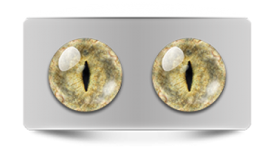 Звериные_20100