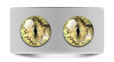 Звериные_20101