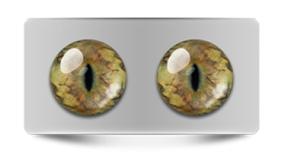 Звериные_20102