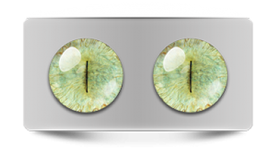 Звериные_20120