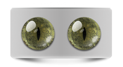 Звериные_20185