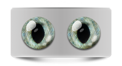 Звериные_20200