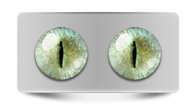 Звериные_20205