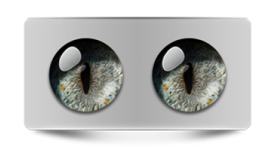 Звериные_20278