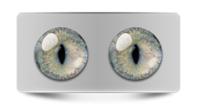 Звериные_20286