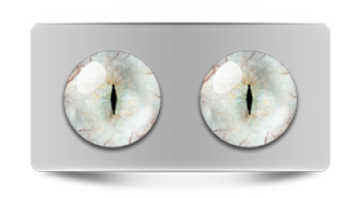 Звериные_20288