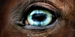 Глазки для лошадок